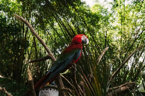 Free Stunning image of a colorful macaw perched on a branch in a vibrant jungle environment. Stock Photo