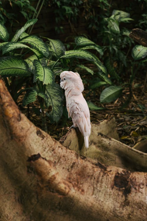 Photos gratuites de arbre, aviaire, cacatoès à huppe saumon