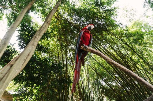 Free A stunning red macaw perched on a branch amidst lush tropical trees, showcasing vibrant wildlife. Stock Photo