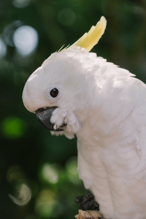 White Bird with Black Beak in Close Up Photography