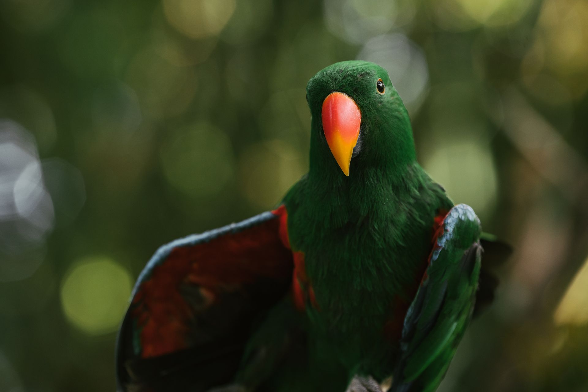 Eclectus Parrot in Close-Up Photography