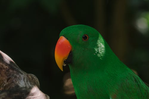 An Eclectus Parrot in Close-up Photography