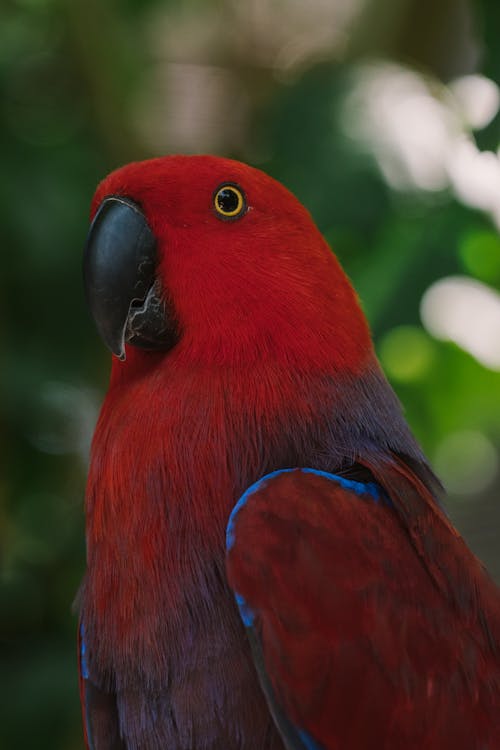 Red Bird with Black Beak in Close Up Photography