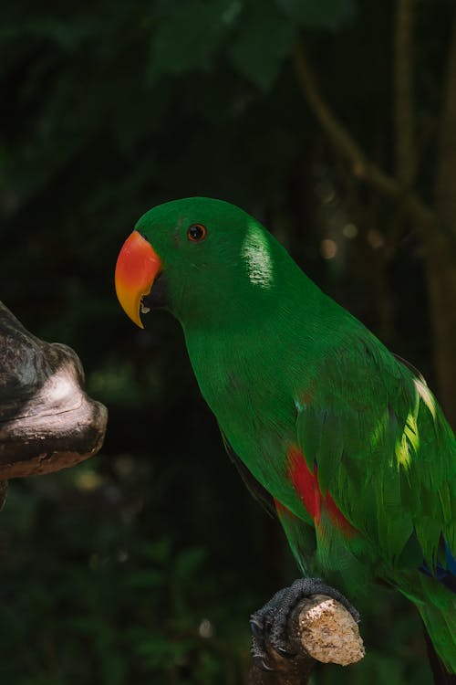 Green Yellow and Red Bird