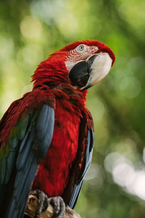 Free Close-up of a vibrant macaw parrot perched outdoors against a blurred background. Stock Photo