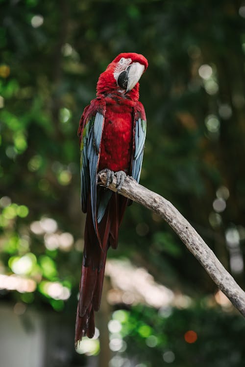 Red and Blue Macaw Perched on Brown Tree Branch