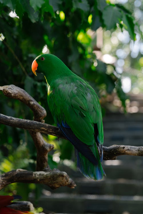 An  Eclectus Parrot Perched on Tree Branch