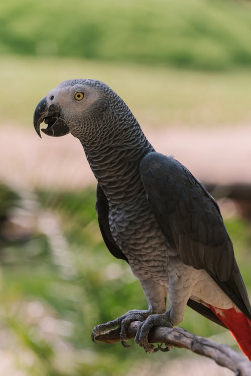 Black and White Bird in Close-Up Photography