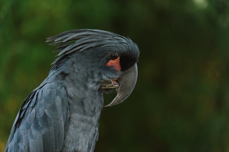 A Black Palm Cockatoo In Macro Photography