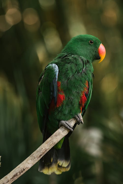 An Eclectus Parrot Perched on Tree Branch