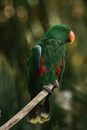 An Eclectus Parrot Perched on Tree Branch