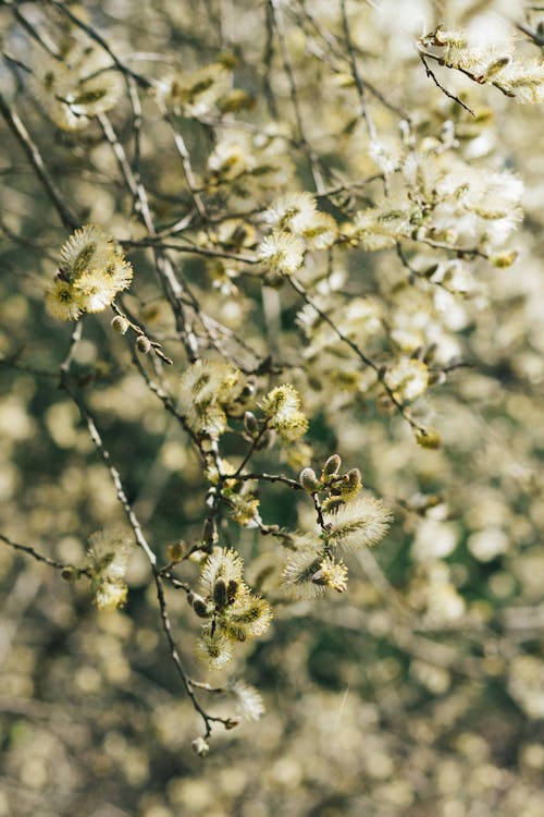 salix caprea, 垂直拍摄, 成長中 的 免费素材图片