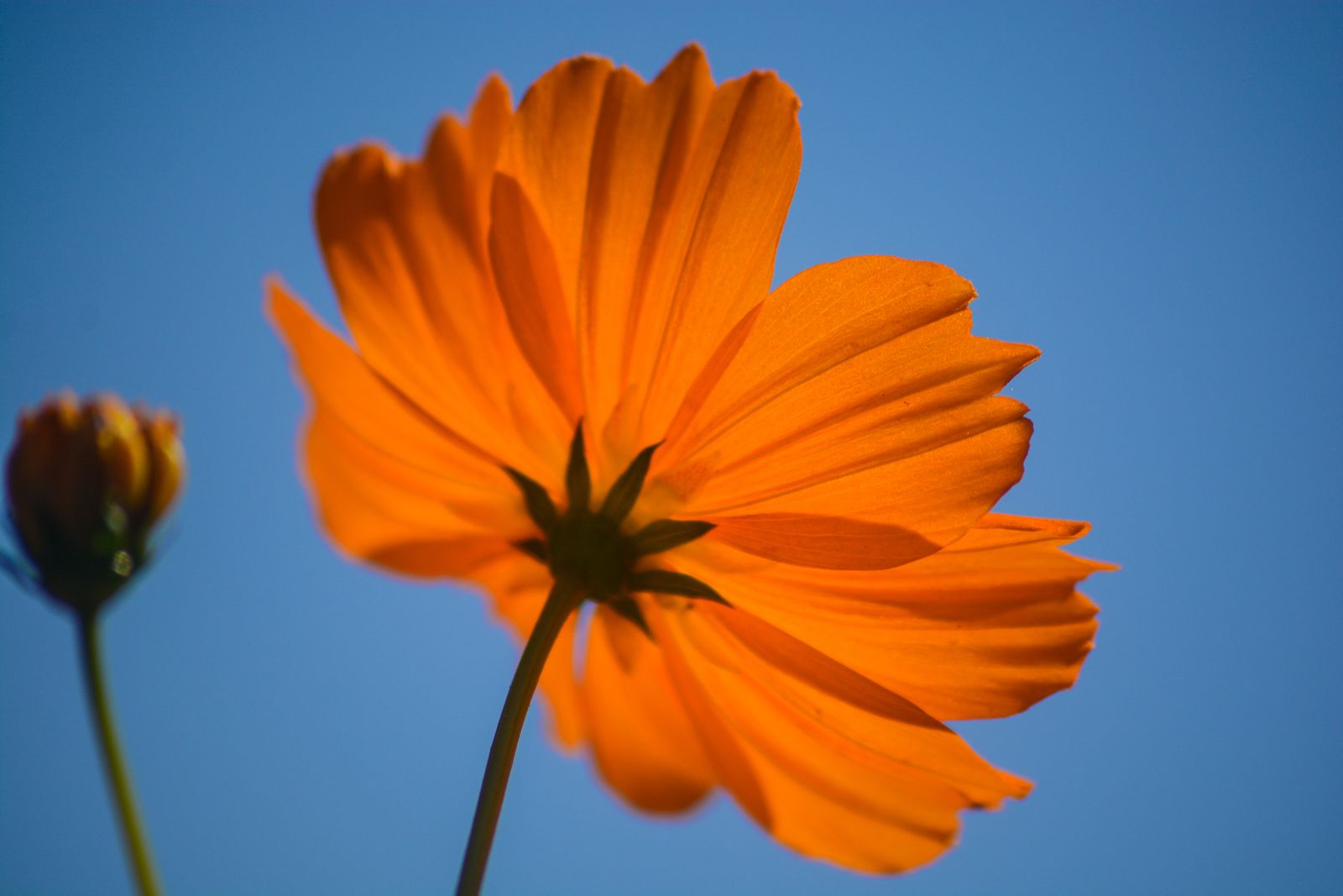 Orange bloom against a blue sky, photo by Mahdy Abdelmotaleb on Pexels