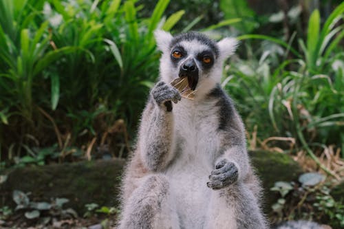 Free Gratis lagerfoto af dyr, dyreliv, lemur Stock Photo