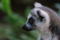 White and Black Animal on Brown Tree Branch