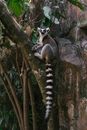 Gray and White Lemur on Brown Tree Trunk