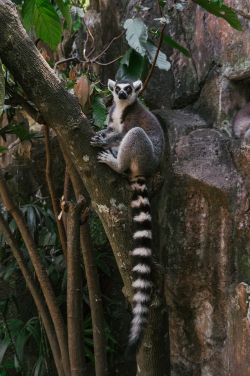 Free A ring-tailed lemur perched on a tree trunk in a lush forest in Bali, Indonesia. Stock Photo