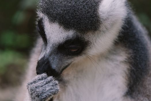 A close-up of a ring-tailed lemur grooming its fur in a natural setting, showcasing its adorable expression.