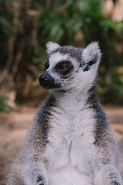 Free Adorable ring-tailed lemur with striking gaze, set against a blurred natural backdrop. Stock Photo