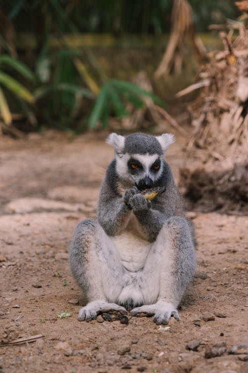 Lemur Sitting on Brown Soil