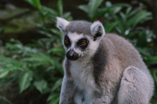 Gratis arkivbilde med dyrefotografering, lemur, madagascar