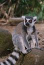 Gray Lemur on Brown Rock