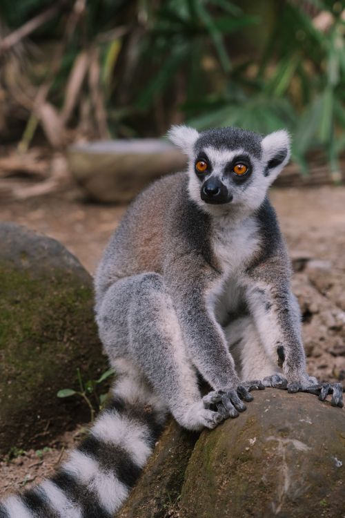 Free A detailed vertical shot of a ring-tailed lemur (Lemur catta) on a rock in a lush environment. Stock Photo