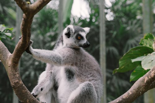 Fotobanka s bezplatnými fotkami na tému cicavec, divočina, lemur