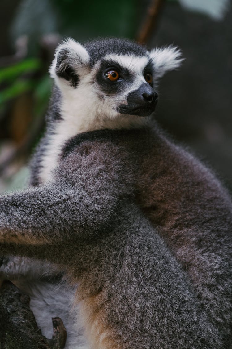 Photograph Of A Lemur With Black And White Fur