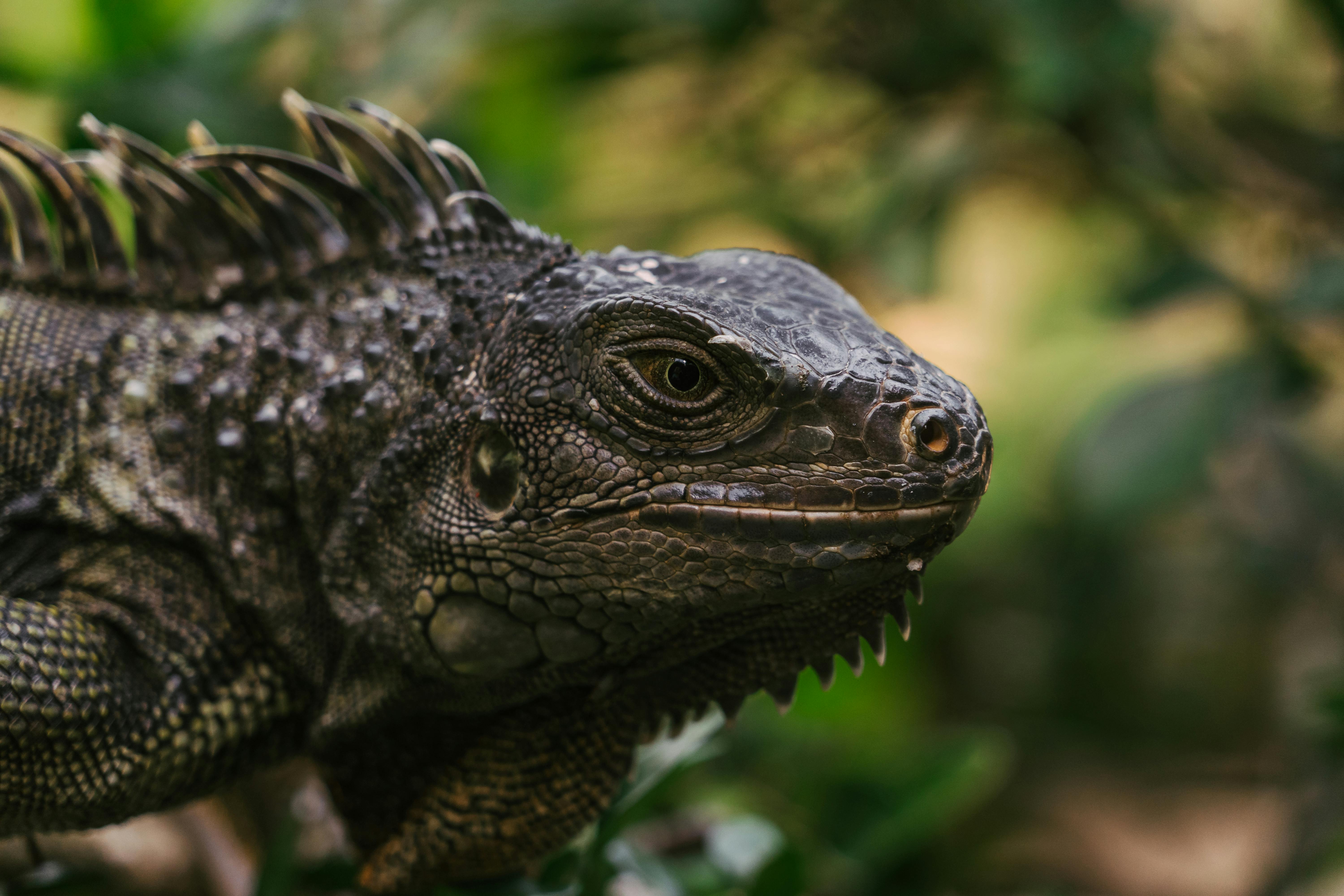 Black and Gray Lizard · Free Stock Photo