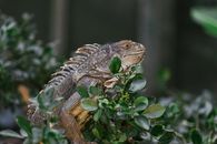 Brown and Black Bearded Dragon on Green Leaves