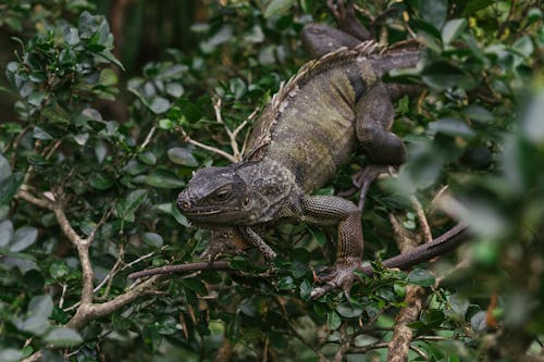 Darmowe zdjęcie z galerii z fotografia zwierzęcia, gad, iguana