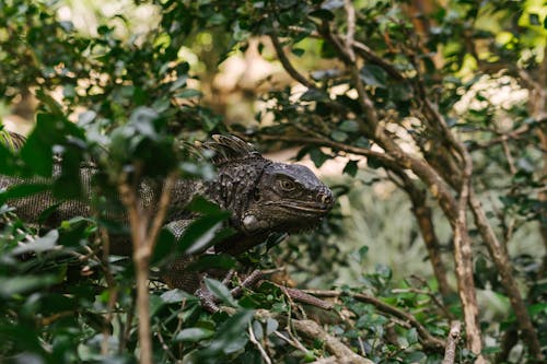 Photos gratuites de animal, balance, branches