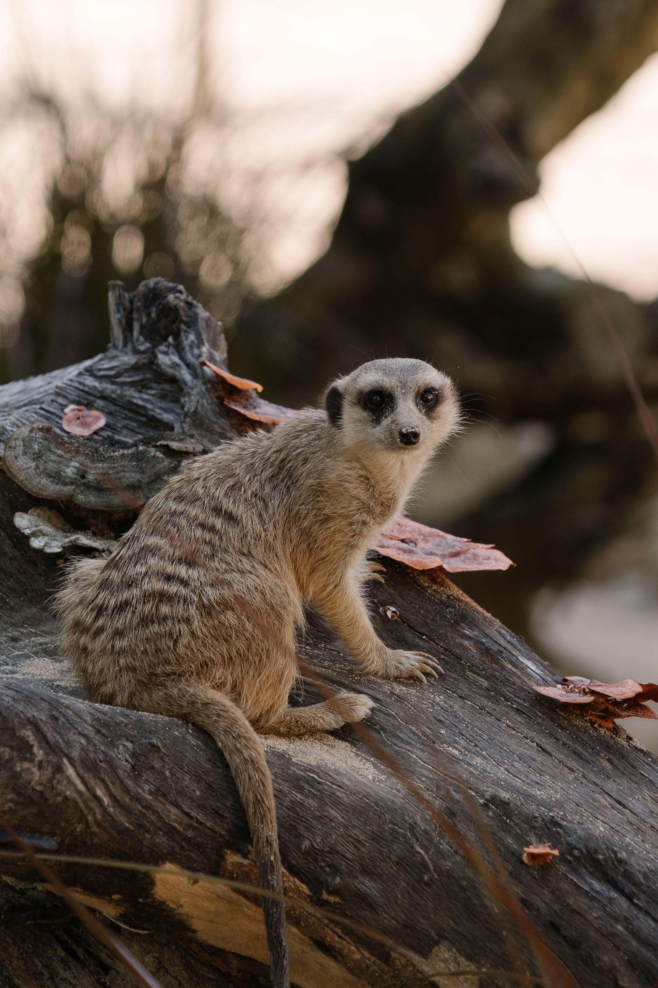 wildlife exclusion removal Lomita