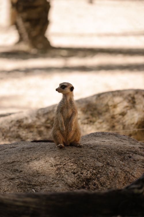 Free A vigilant meerkat perched on a rock in Bali, Indonesia, displaying its alert nature in a natural setting. Stock Photo