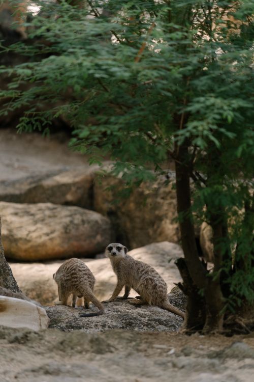 Free Two meerkats exploring their rocky terrain, surrounded by greenery in the wild. Stock Photo