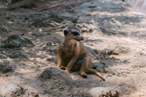 Free A lone meerkat sits on rocky ground, bathed in warm sunlight with a natural setting. Stock Photo