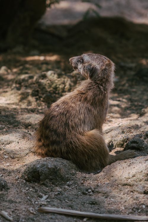 Free A close-up of a meerkat sitting on sandy ground in a natural setting, showcasing its curious nature. Stock Photo