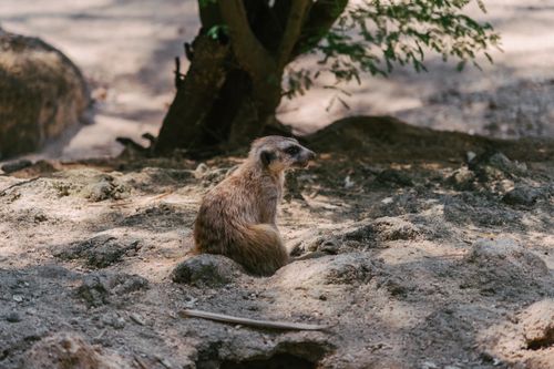 Free A meerkat relaxing in its natural habitat, surrounded by sandy terrain and trees. Stock Photo
