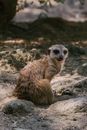 Brown Meerkat on Gray Rock