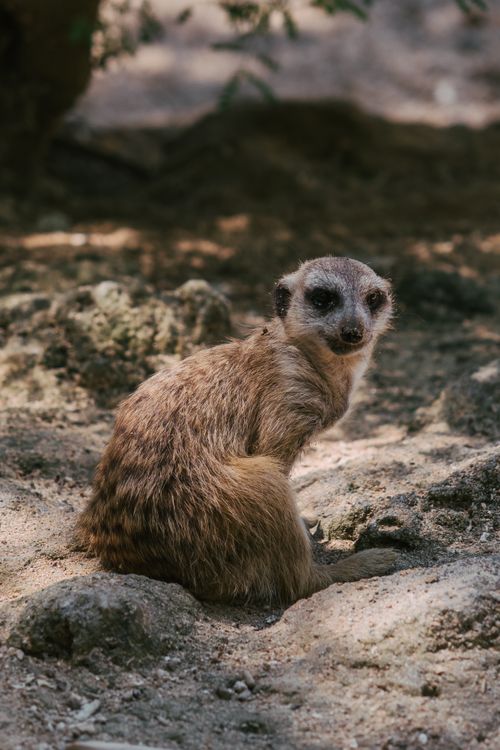 Free A watchful meerkat sits on the sunlit ground, showcasing its brown fur in an outdoor setting. Stock Photo