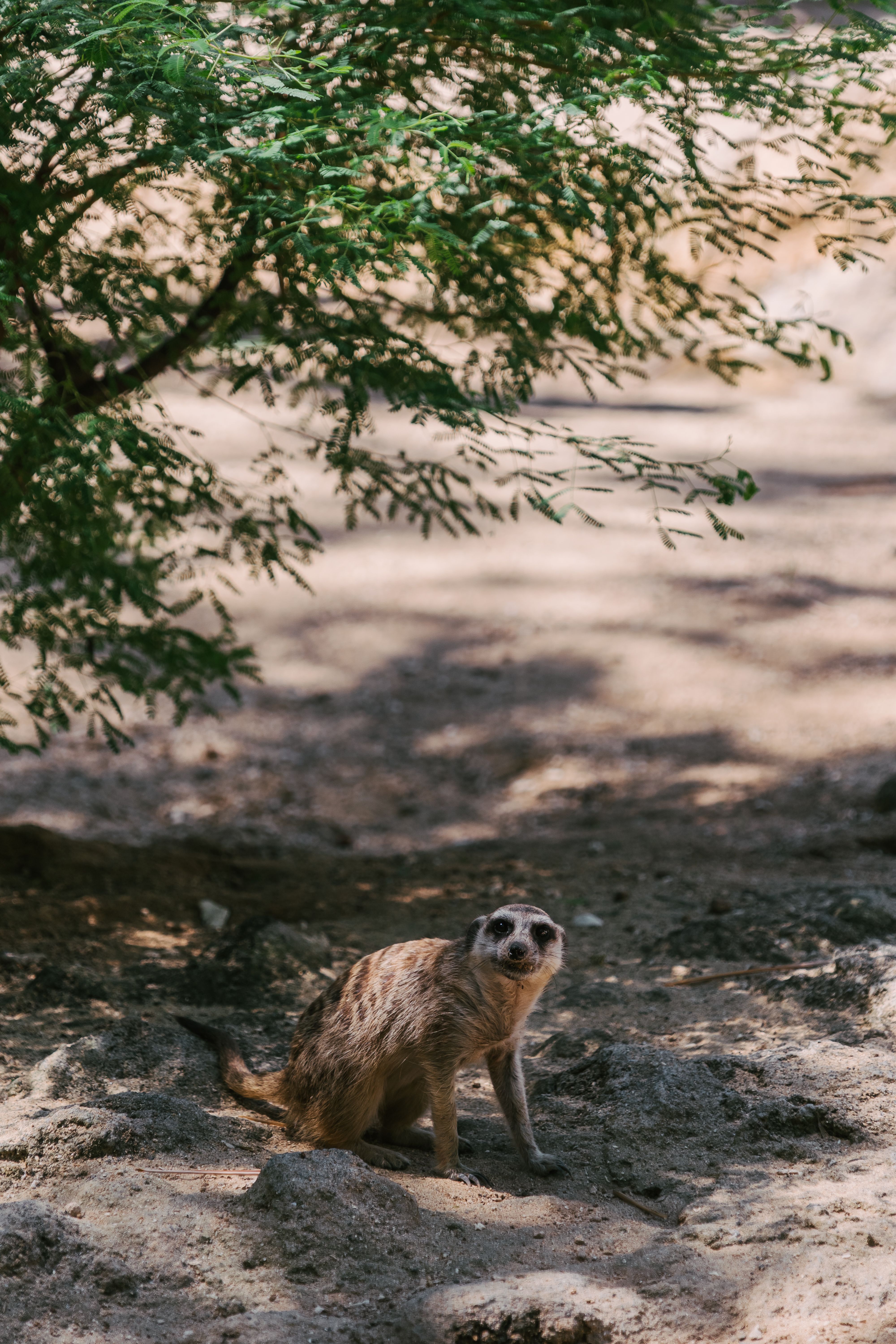 A solitary meerkat standing on a sandy ground under the shade of a tree.