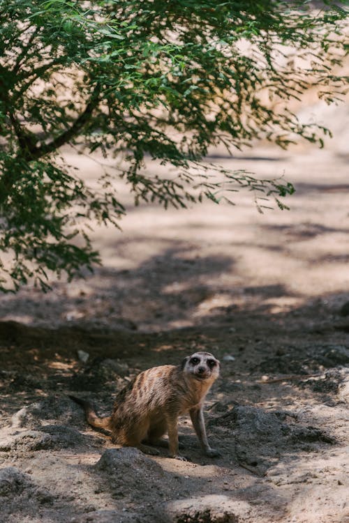 Free A Meerkat in the Wild  Stock Photo