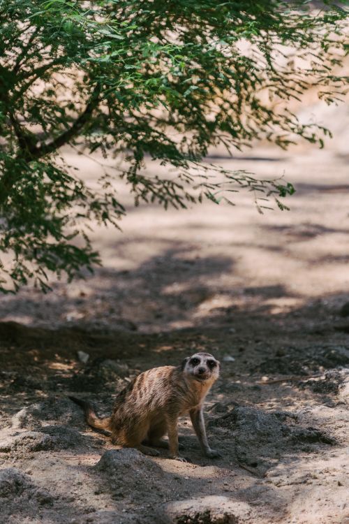 Free A solitary meerkat standing on a sandy ground under the shade of a tree. Stock Photo