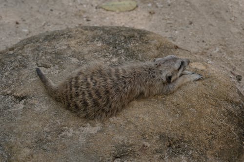 A Meerkat on a Rock