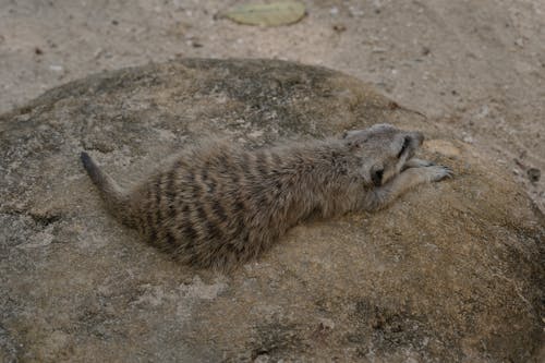 Gratis stockfoto met beest, detailopname, dieren in het wild