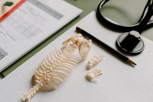 Free Flat lay of medical study materials including skeleton model and stethoscope on graph paper. Stock Photo