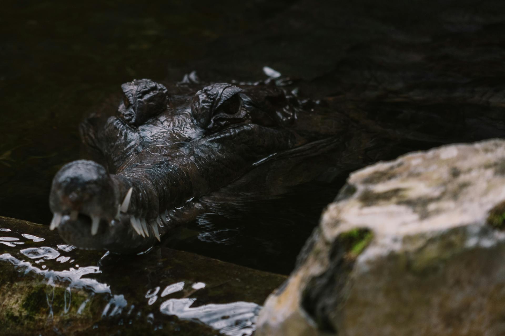 Crocodile on Body of Water