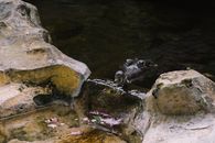 An Alligator in a Zoo Pond