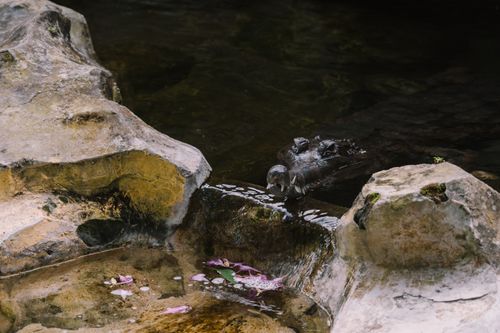 Free Alligator resting in shallow stream surrounded by rocks in Bali, Indonesia. Stock Photo